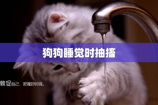 狗狗睡覺時抽搐