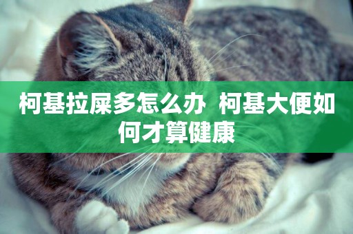 柯基拉屎多怎么辦  柯基大便如何才算健康