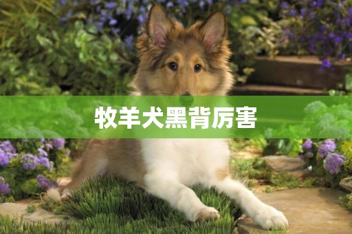 牧羊犬黑背厲害