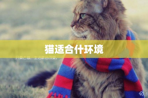 貓適合什環境