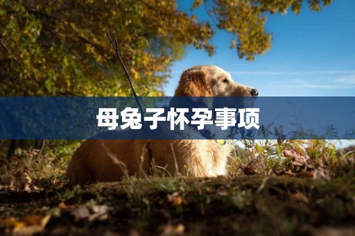 母兔子懷孕事項
