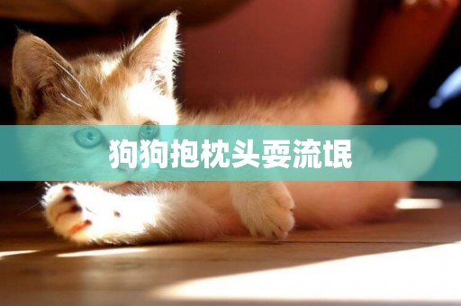 狗狗抱枕頭耍流氓