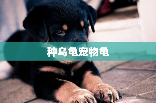 種烏龜寵物龜