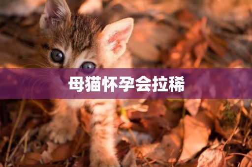 母貓懷孕會拉稀