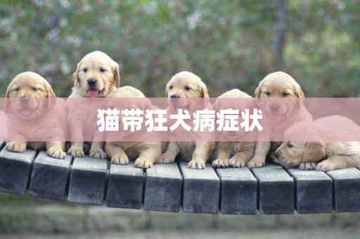 貓帶狂犬病癥狀