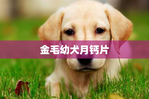 金毛幼犬月鈣片