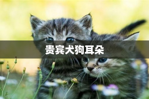 貴賓犬狗耳朵