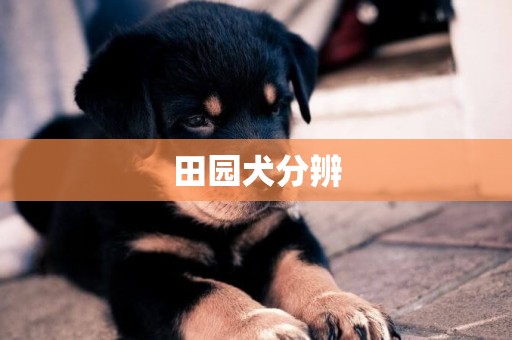田園犬分辨