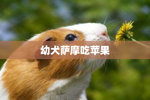幼犬薩摩吃蘋果