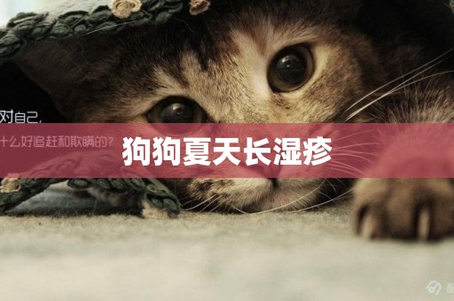 狗狗夏天長濕疹