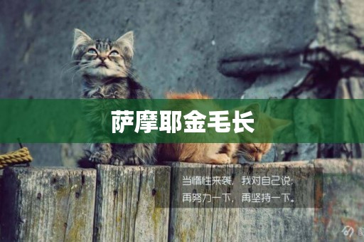 薩摩耶金毛長
