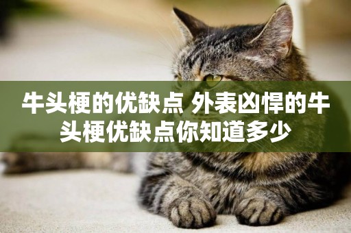 牛頭梗的優缺點 外表兇悍的牛頭梗優缺點你知道多少