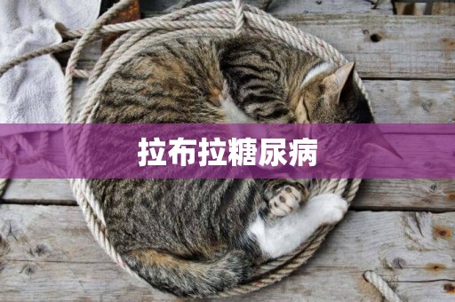 拉布拉糖尿病