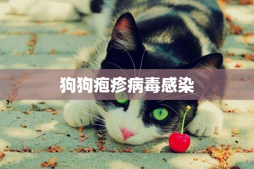 狗狗皰疹病毒感染