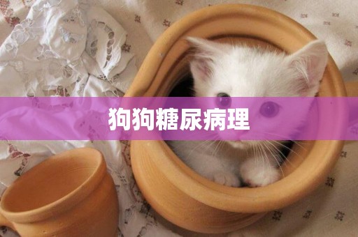 狗狗糖尿病理