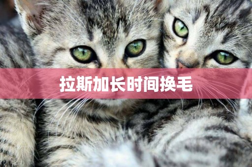 拉斯加長時間換毛