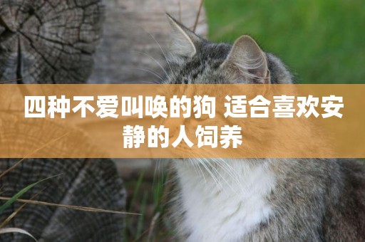 四種不愛叫喚的狗 適合喜歡安靜的人飼養 四種不愛叫喚的狗 適合喜歡安靜的人飼養