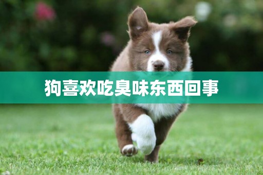 狗喜歡吃臭味東西回事