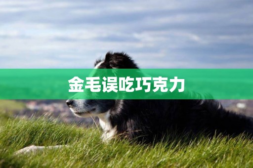 金毛誤吃巧克力