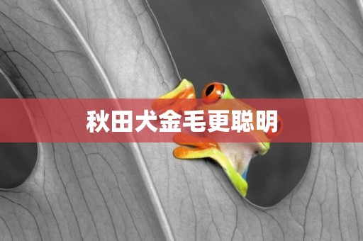 秋田犬金毛更聰明
