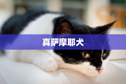 真薩摩耶犬