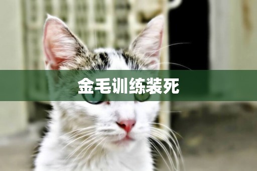 金毛訓練裝死
