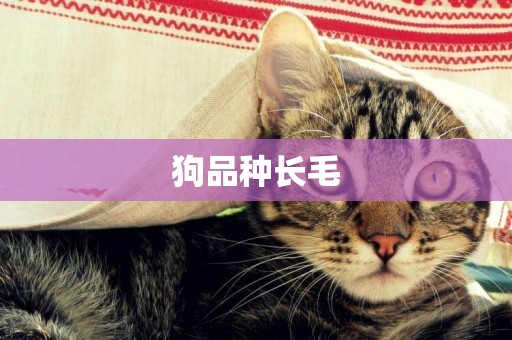 狗品種長毛
