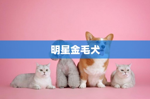 明星金毛犬