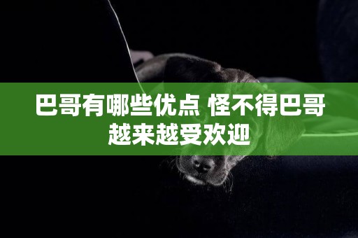 巴哥有哪些優點 怪不得巴哥越來越受歡迎 巴哥有哪些優點 怪不得巴哥越來越受歡迎