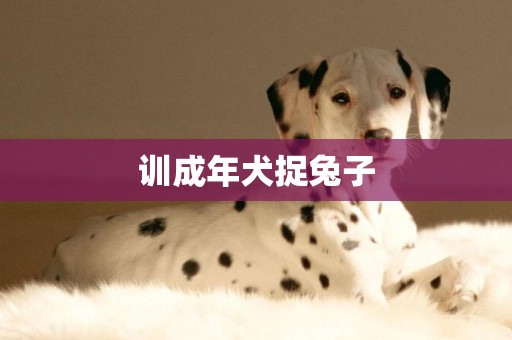 訓成年犬捉兔子