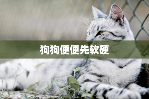 狗狗便便先軟硬