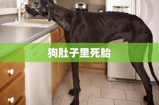 狗肚子里死胎