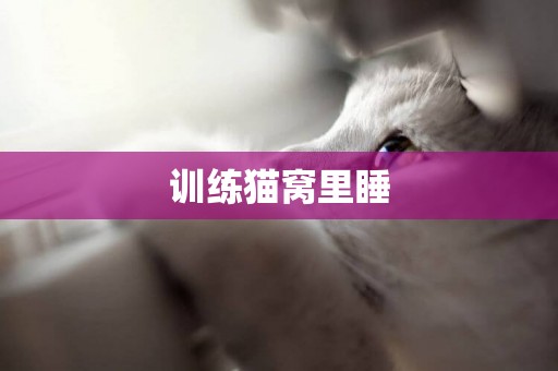 訓練貓窩里睡