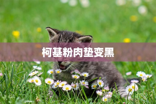 柯基粉肉墊變黑