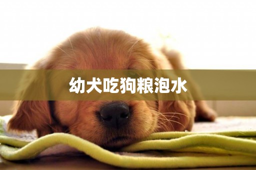 幼犬吃狗糧泡水