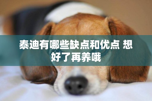 泰迪有哪些缺點和優點 想好了再養哦
