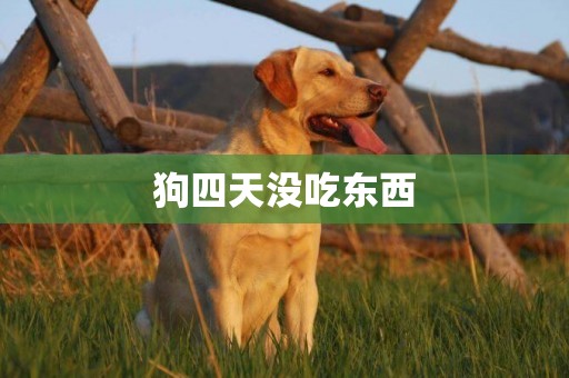 狗四天沒吃東西