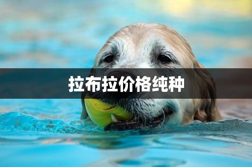 拉布拉價格純種