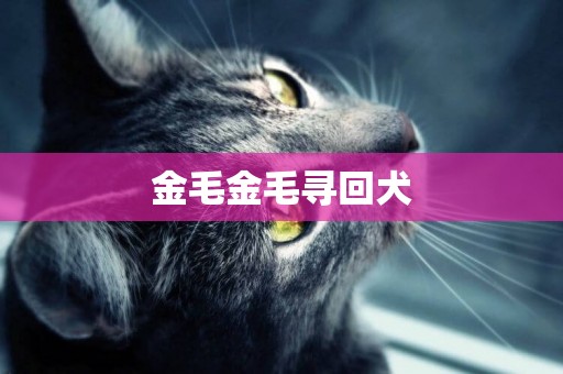 金毛金毛尋回犬