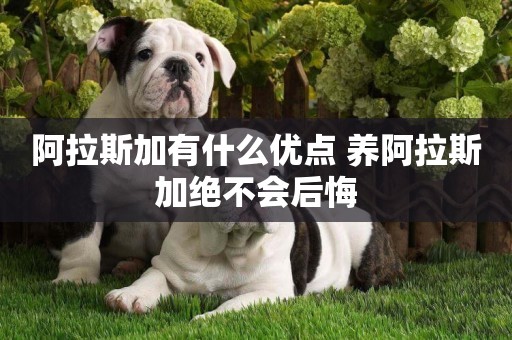 阿拉斯加有什么優點 養阿拉斯加絕不會后悔 阿拉斯加有什么優點 養阿拉斯加絕不會后悔