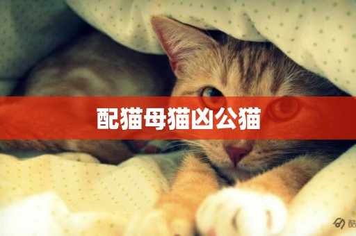 配貓母貓兇公貓