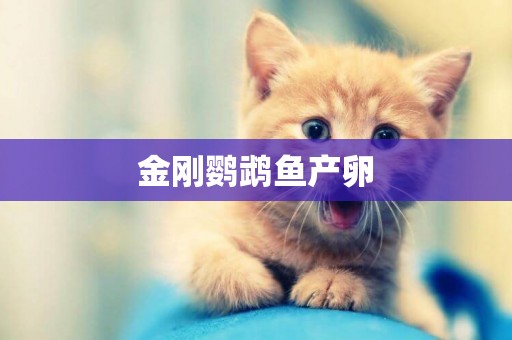 金剛鸚鵡魚產卵