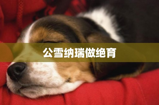 公雪納瑞做絕育