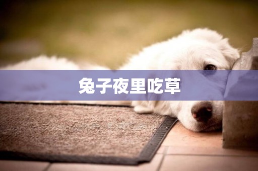兔子夜里吃草