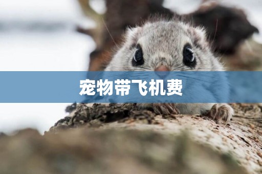 寵物帶飛機費