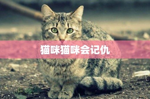 貓咪貓咪會記仇