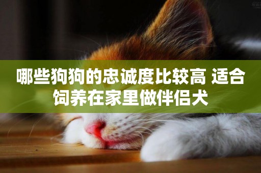 哪些狗狗的忠誠度比較高 適合飼養在家里做伴侶犬