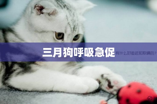 三月狗呼吸急促