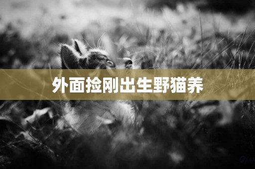 外面撿剛出生野貓養