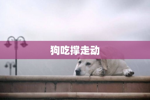 狗吃撐走動